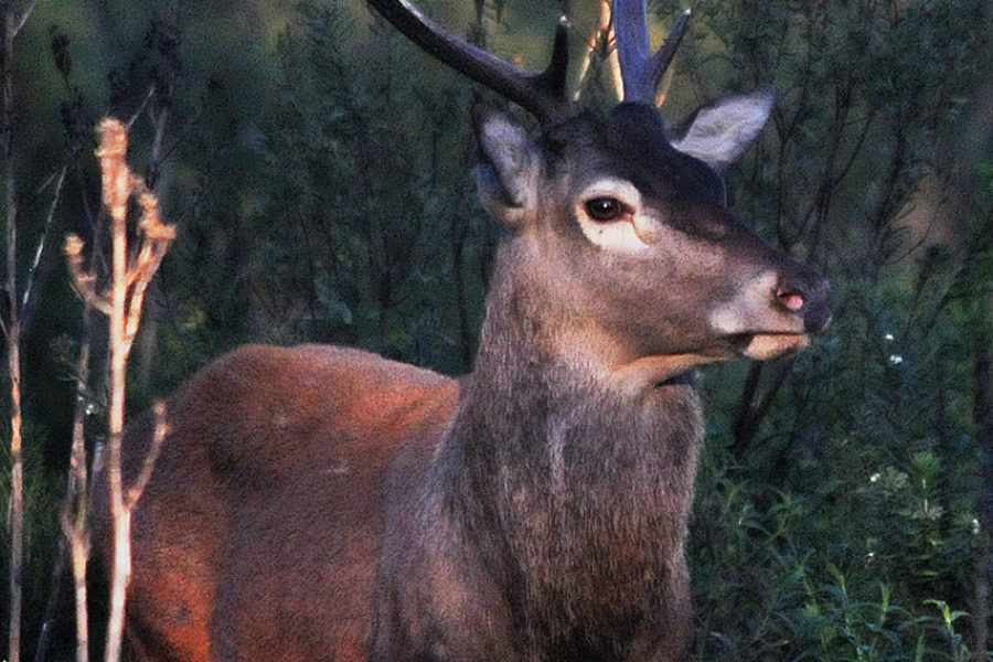 Le cerf de Corse