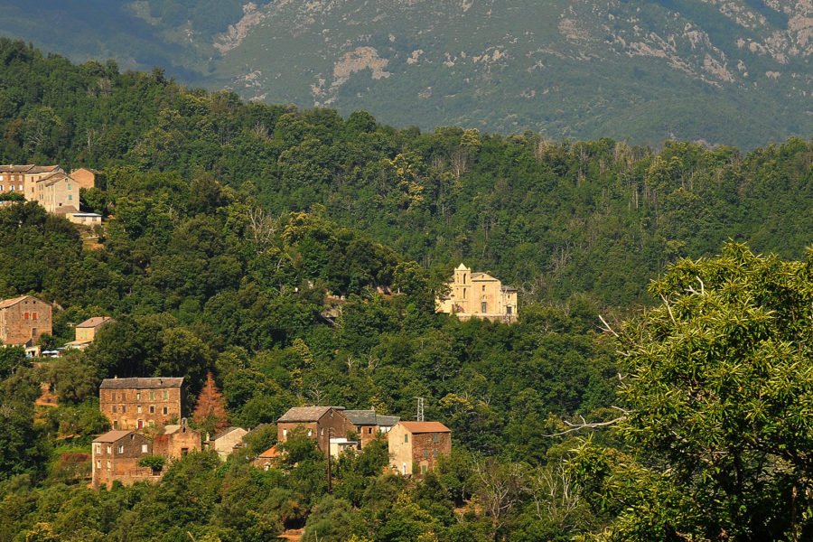 Le sentier des arbres de Castagniccia