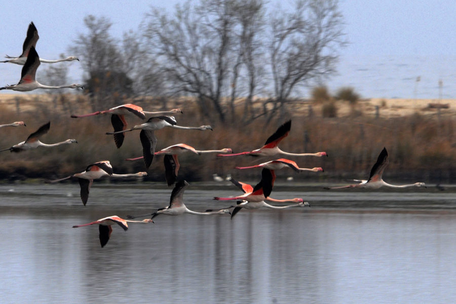 Les oiseaux des zones humides